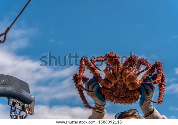 King crab on blue sky background. Hands are holding\
a huge crab. Fresh catch on a fishing boat. Bering sea animal. Very\
tasty and healthy meat.
