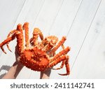 King crab on hand, King crab 