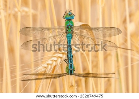King dragonflies mating in the cornfield.