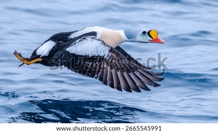 King Eider flying over the waters of a fjord on the Varanger Peninsula