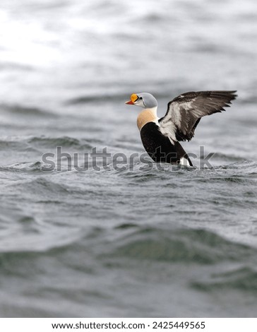 The King Eider show how Beautiful it is 