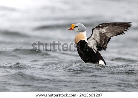 King eider show the wing for you