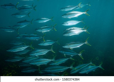 King Fish (yellowtail Amberjack) School 