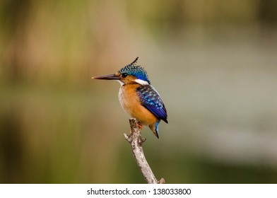 King Fisher