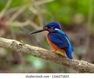 The King Fisher Bird.