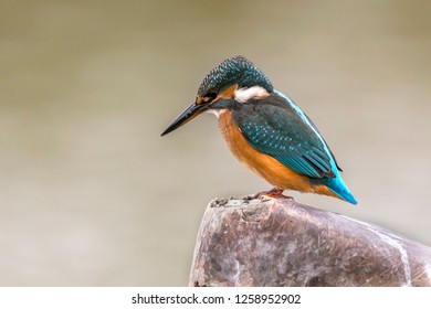 King Fisher Closeup