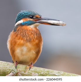 King Fisher With Fish