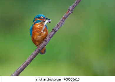 King Fisher With Fish