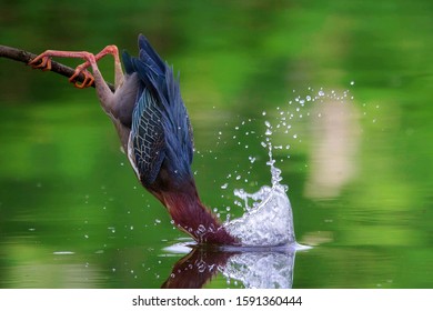 766 King Fisher Lake Images, Stock Photos & Vectors | Shutterstock