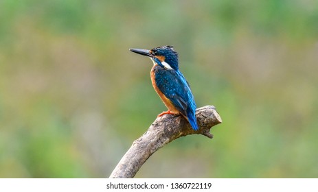 King Fisher Thailand