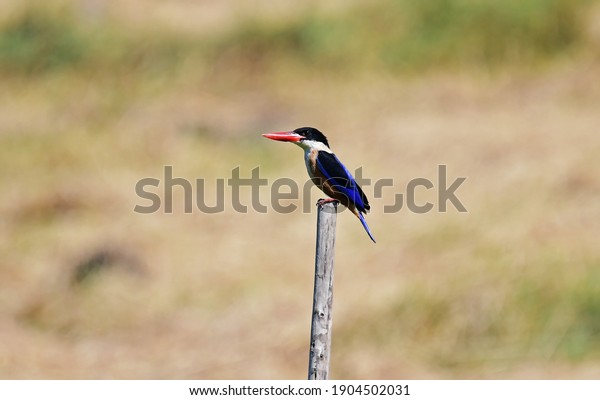 King fisher in Thailand ,Bird
on the branch of tree,nature background  of animal,freedom symbols
.