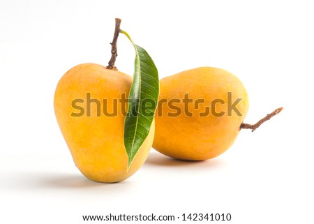 King of fruits; Alphonso yellow Mango fruit duo with stems and green leaf isolated on white background