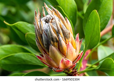 The King Or Giant Protea Close Up, South Africa's National Flower.