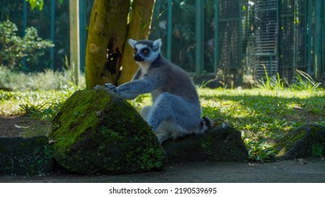 King Julian In The Film Pinguin Of Madagaskar Or Lemur: Ring Tailed Lemur Sitting On A Rock At The Bali Zoo