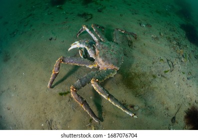 King Kamchatka Crab (Paralithodes Camtschaticus)