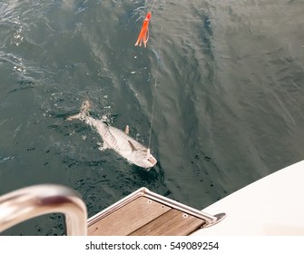 King Mackerel Fishing From The Yacht In The Indian Ocean