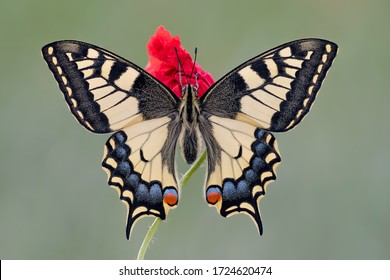 The King of the meadows. portrait of the Old World Swallowtail (Papilio machaon)