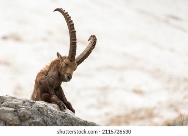 King of the mountains - Alpine Ibex (Capra Ibex). Slovenian Alps, Julian Alps, Triglav National Park, Slovenia, Europe.