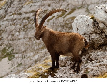 King Of The Mountains - Alpine Ibex - Capra Ibex. Julian Alps, Triglav National Park, Slovenia, Europe.