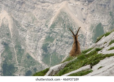 King Of The Mountains - Alpine Ibex (Capra Ibex).
Slovenian Alps, Julian Alps, Triglav National Park, Slovenia, Europe.