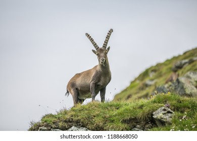 King of the mountains - Alpine Ibex or Steinbock (Capra ibex), Grossglockner, Hohe Tauern National Park, Tyrol, Austria