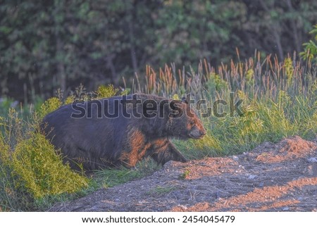 Similar – Brown Bear Biologist