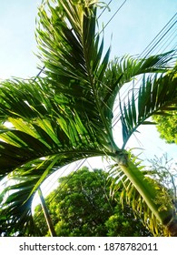 The King Palm Tree Is Large And Lush, Protecting It From The Hot Sun During The Day