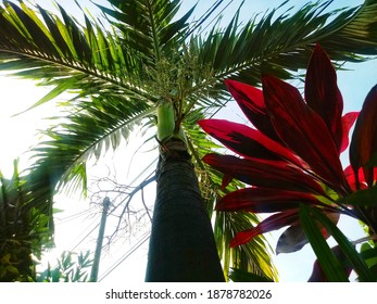 The King Palm Tree Is Large And Lush, Protecting It From The Hot Sun During The Day