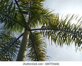 The King Palm Tree That Grew Tall And Towering