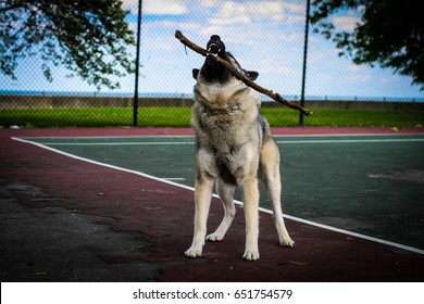 King of the park