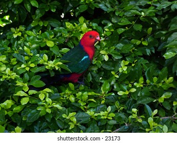 King parrot in the bush, just eating some of the new shoots from the plant.