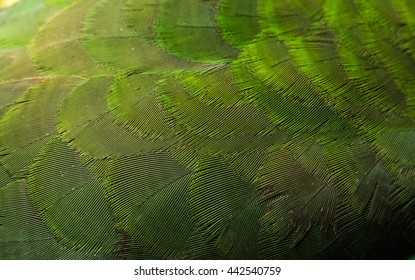 King Parrot Feathers