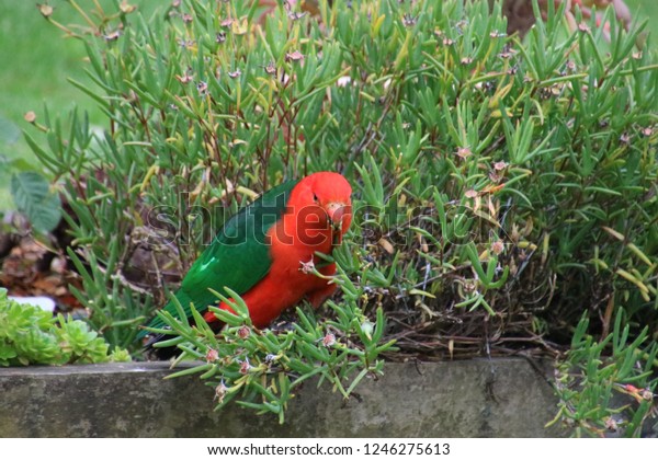 King Parrot Having Good Time Garden Stock Photo Edit Now 1246275613