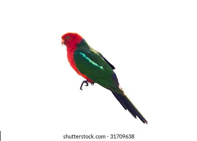 King Parrot Isolated On White Stock Photo 31709638 | Shutterstock