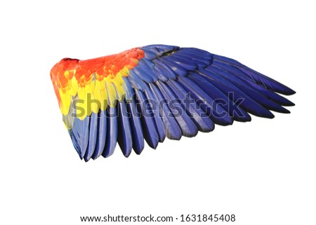 The King of parrots bird Scarlet macaw vivid rainbow colorful animal.  Isolated on white background. This has clipping path.                                     