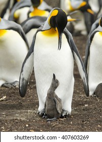 King Penguin (Aptenodytes Patagonicus) Admiring Its Chick