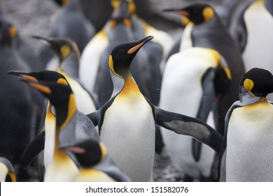 King Penguin (Aptenodytes patagonicus patagonicus) group of adults near Salisbury Plain, South Georgia Island. - Shutterstock ID 151582076