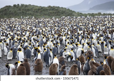 King Penguin (Aptenodytes patagonicus patagonicus) huge colony of adults and chicks on Salisbury Plain, South Georgia Island. - Shutterstock ID 150671471