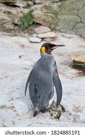 King Penguin In Birdland, Cotswolds