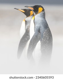 King penguin calling; Propeller graveyard Stromness, before whaling station, King penguin pair portrait, in blowing sand; King penguin pair, with oakum boys; Falkland Islands - Shutterstock ID 2340605593