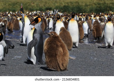 King Penguin Chick, South Georgia, Seabird, Southern Ocean