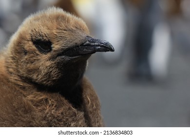 King Penguin Chick, South Georgia, Seabird, Southern Ocean