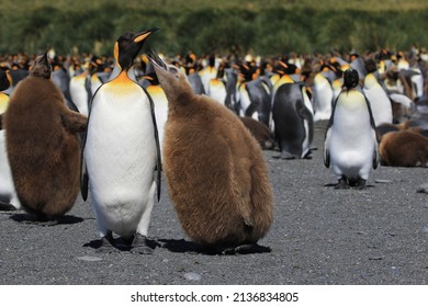 King Penguin Chick, South Georgia, Seabird, Southern Ocean