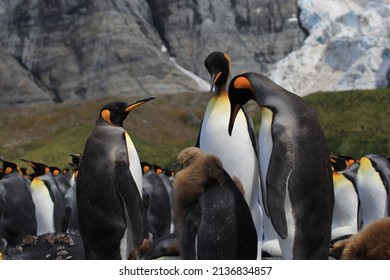 King Penguin Chick, South Georgia, Seabird, Southern Ocean