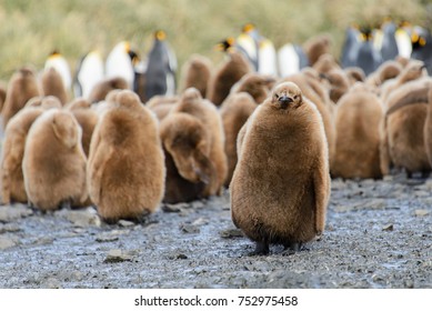 King Penguin Chicks