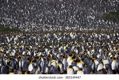 King Penguin Colony