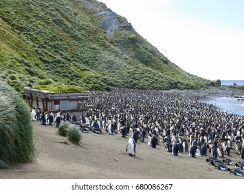 King Penguin Colony Macquarie Island