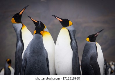 King Penguin Colony On South Georgia Island