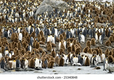 King Penguin Colony - South Georgia