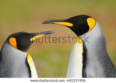 King penguin couple cuddling with green background. Two penguins in love. Wildlife scene from nature. Bird behavior, wildlife scene from nature, Antarctica.